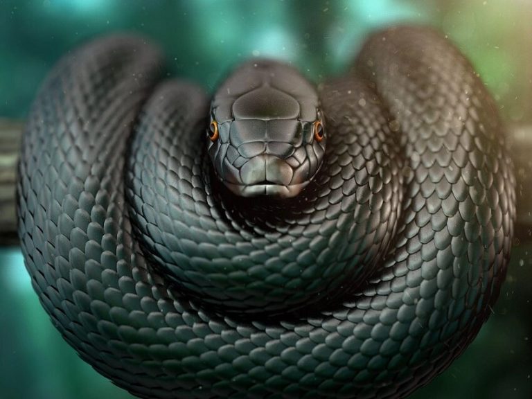 Top 5 Most Venomous Snakes In The World