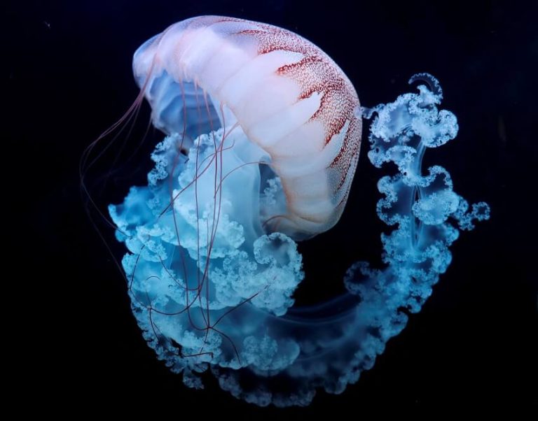 Discover the Oldest Living Animals on Earth and Their Lifespans