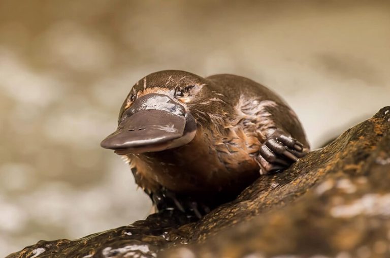 Platypus: 6 Incredible Facts That Sound Totally Made Up
