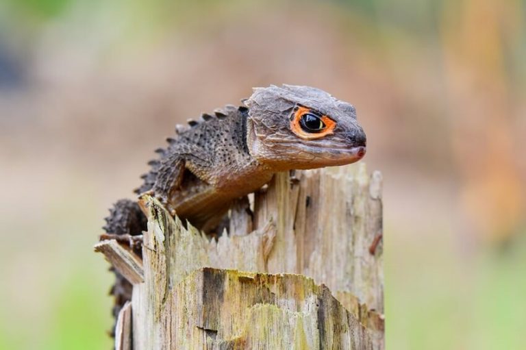 Red-Eyed Crocodile Skink Care: Habitat, Diet and Temperament