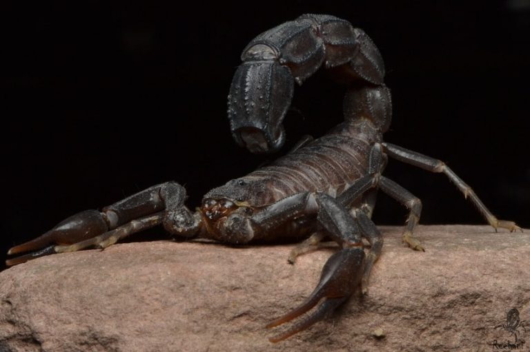 Scorpion Facts and Care Guide: Habitat, Diet and Behavior