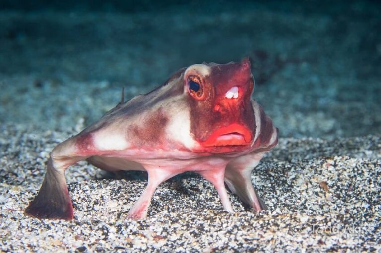 Top 11 Strangest Fish in the World You Won’t Believe Exist