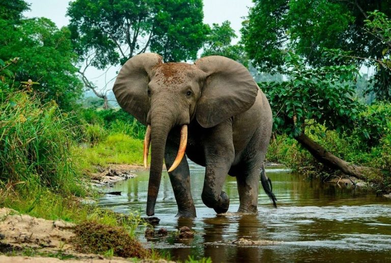 Top 10 Strongest Animals in the World Still Alive Today
