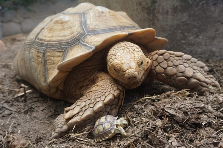 Sulcata Tortoise Care Guide: Diet, Habitat, and Lifespan