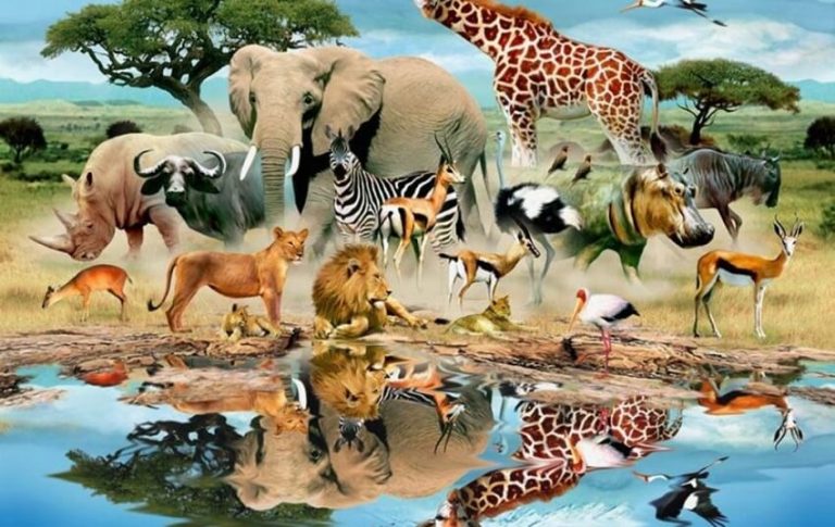 Surprising Facts About Animals That Will Blow Your Mind