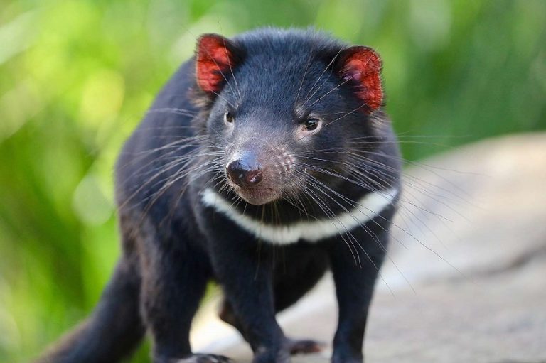 Tasmanian Devil Facts: Diet, Behavior, and Habitat