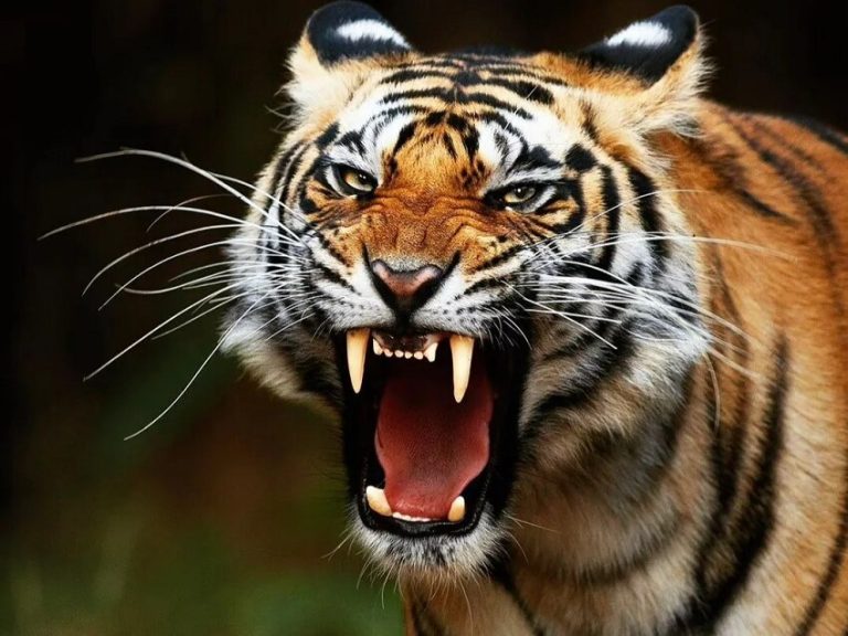 Top 6 of the Rarest Tigers in the World You Need to Know