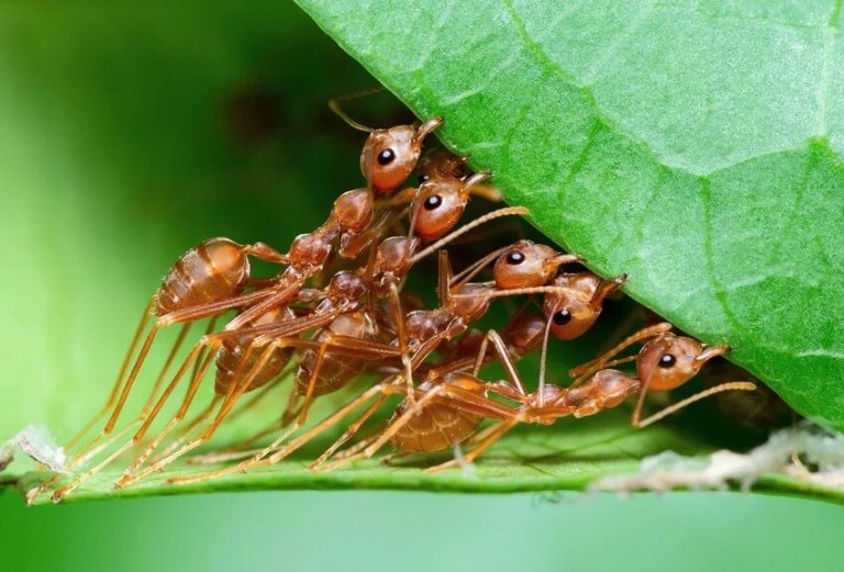 Top 8 Animals That Use Tools - Incredible Skills in the Animal Kingdom