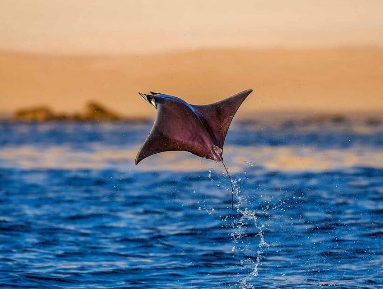 Top 5 Flying Animals That Are Not Birds - Amazing Gliders of Nature