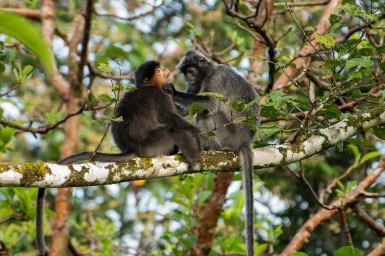 Top 9 Rare Hybrid Animals You Won’t Believe Actually Exist
