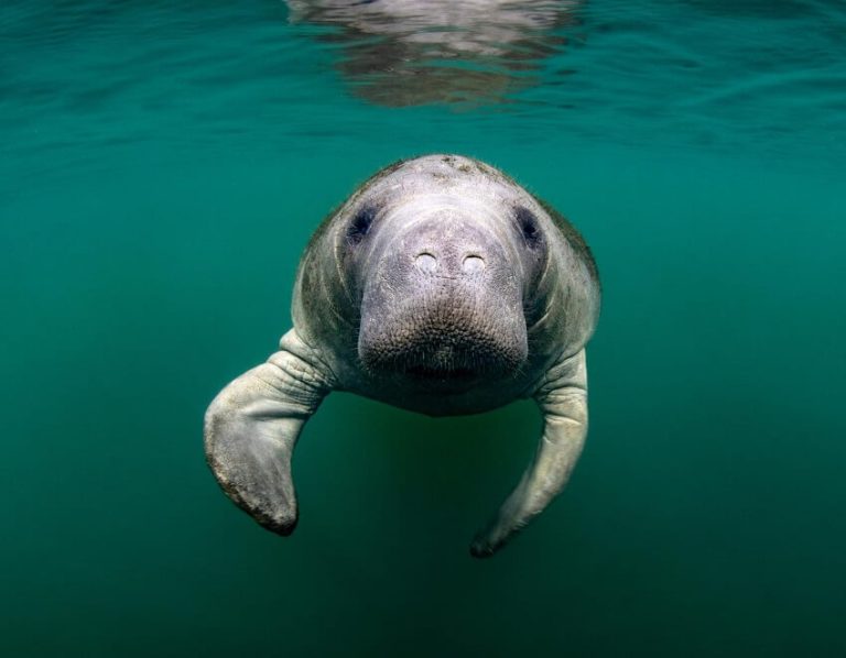 Top 10+ Slowest Animals In The World: Why They Are So Slow?