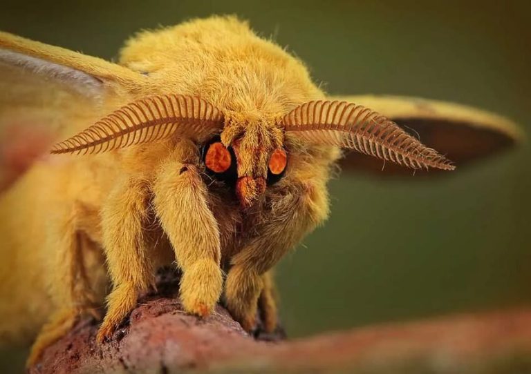 Top 6 Vampire Animals in Nature - Bloodsuckers of the Wild