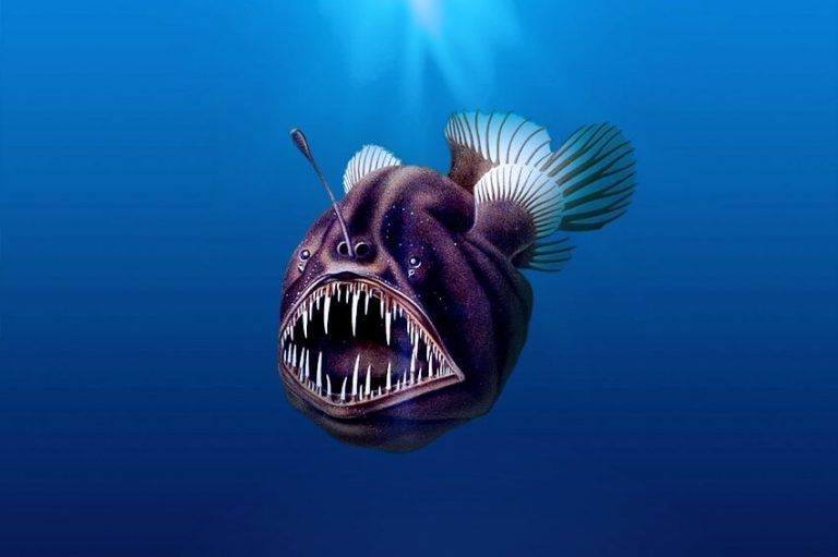 Top 7 Weird Animal Mating Facts That Will Shock You
