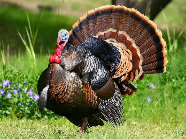 What Do Turkeys Eat? A Complete Diet Guide