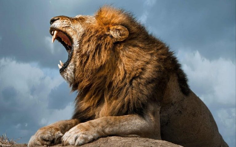 What Is the Loudest Animal on Earth? Surprising Facts Revealed