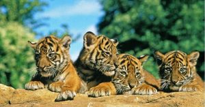 An Introduction to Tigers and What's the Biggest Tiger Species?