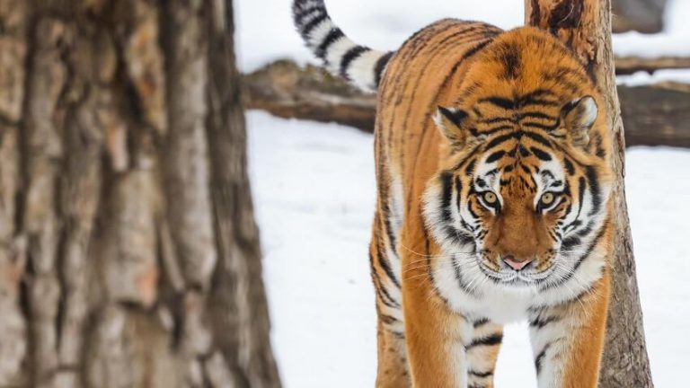 An Introduction to Tigers and What's the Biggest Tiger Species?