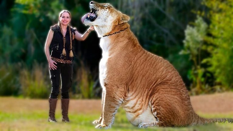 An Introduction to Tigers and What's the Biggest Tiger Species?