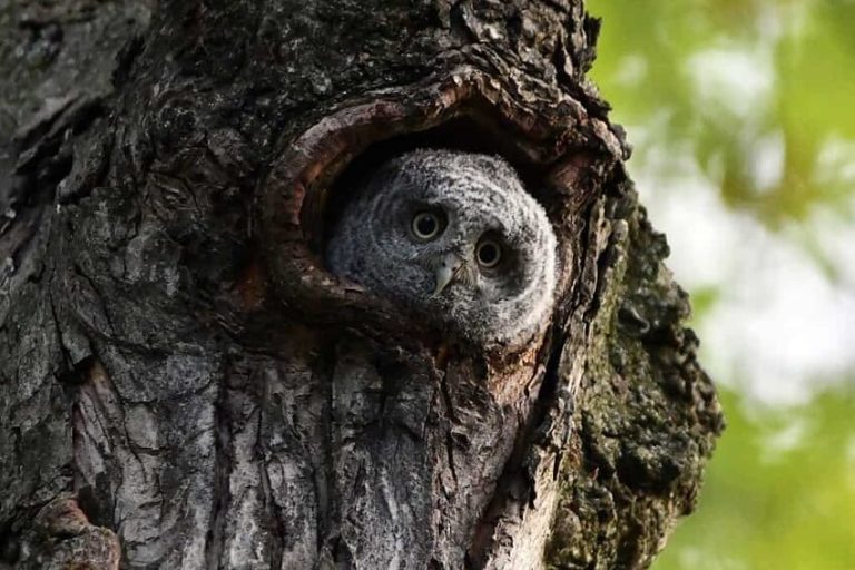 Where Do Birds Go When It Rains? Discover Their Clever Hiding Spots