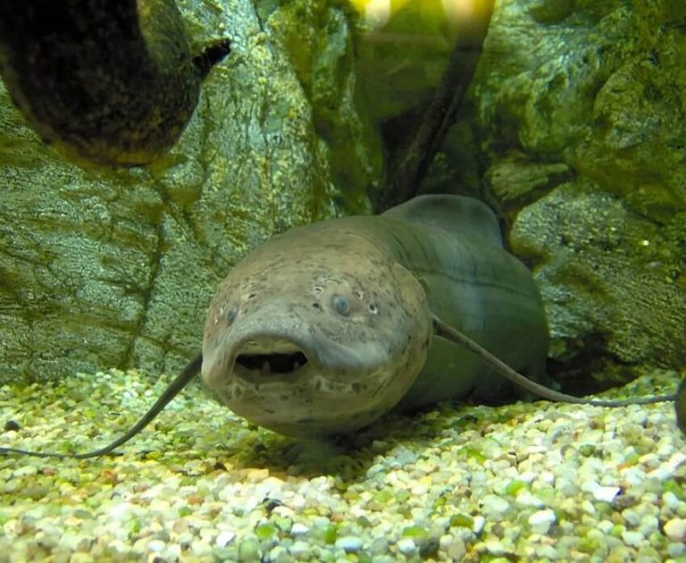 Which Fish Can Live Without Water: Amazing Survival Abilities Explained