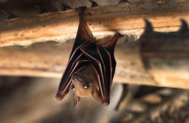 Why Do Bats Sleep Upside Down? The Fascinating Science Behind It