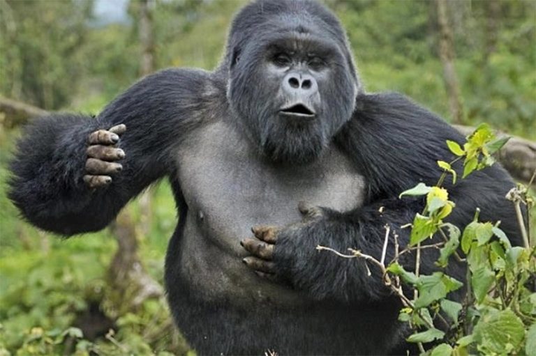 Why Do Gorillas Beat Their Chest? Explained Simply