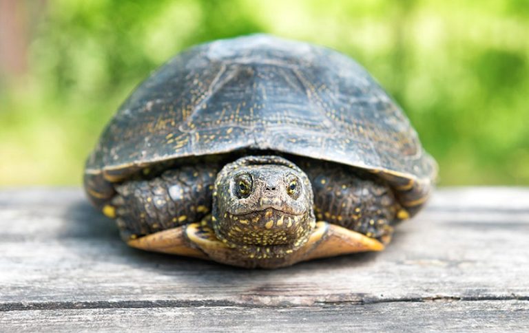 Why Do Turtles Have Shells? The Fascinating Truth Behind Nature’s Armor