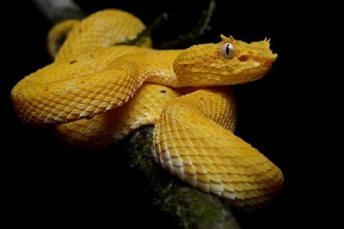 Top 8 Most Beautiful Yellow Snakes in the World