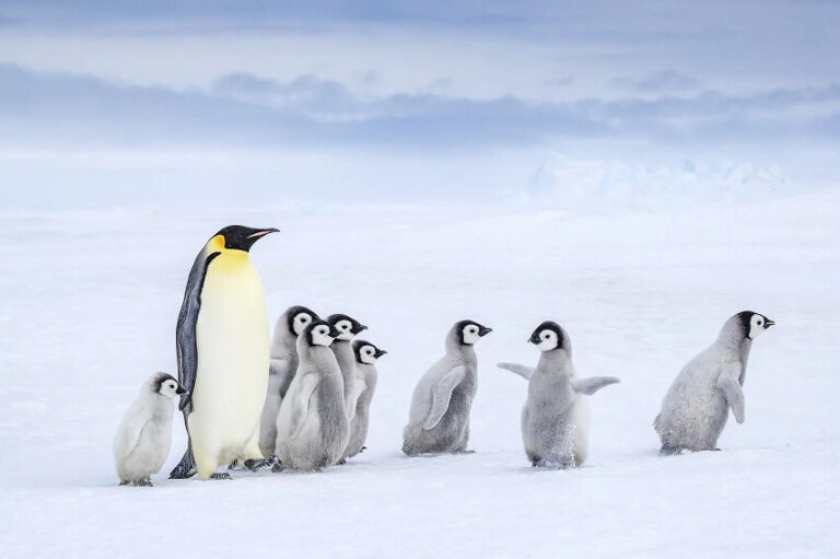 10 Fun Facts About Penguins That Will Make You Love Them More