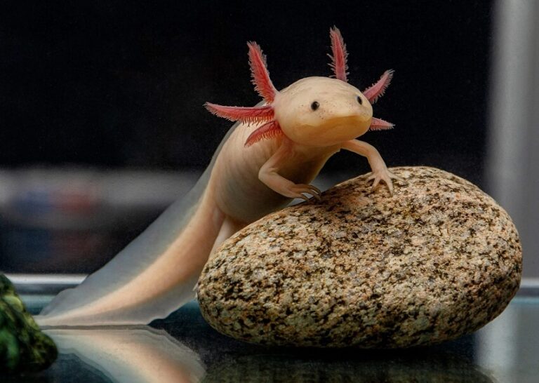 10 Interesting Facts About Axolotls You Probably Didn’t Know