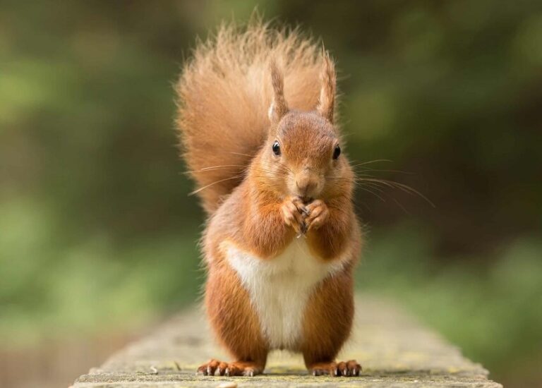 10 Interesting Facts About Squirrels: Nature’s Clever Little Creatures