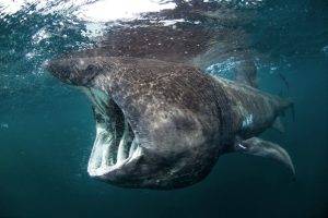 Top 6 Largest Fish in the Ocean and Their Amazing Features
