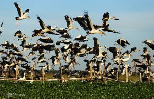 Top 4 Animals That Live in Large Groups and How They Survive Together