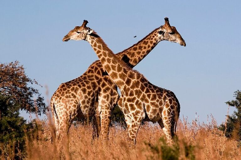 Amazing and Interesting Facts About Giraffes for Animal Lovers