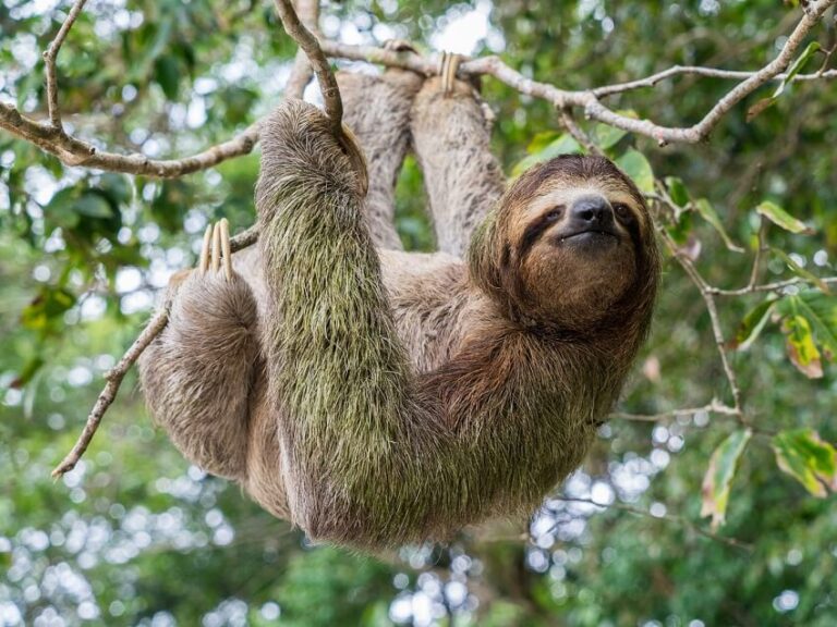Top 10 Interesting Facts About Sloths That Will Surprise You