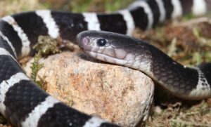 Most Venomous Snake in China: Everything You Need to Know