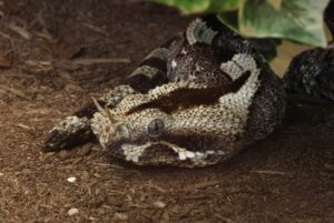 The Most Dangerous Snake in Africa and How to Identify It?