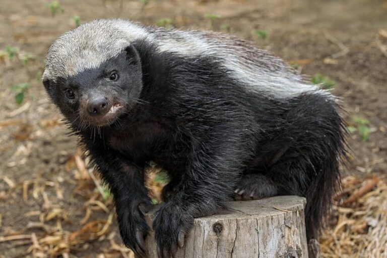 Top 7 Animals Immune to Venom You Need to Know
