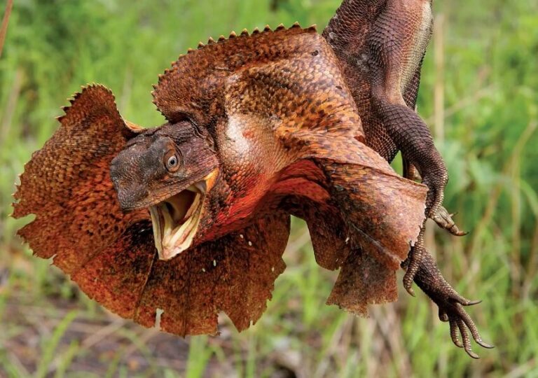 Top 12 Creepiest Creatures on Earth That Will Give You Chills