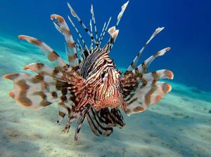 Top 10 Creepiest Sea Creatures That Will Give You Chills