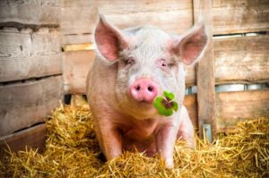 Top 10 Interesting Facts About Pigs You Probably Didn’t Know