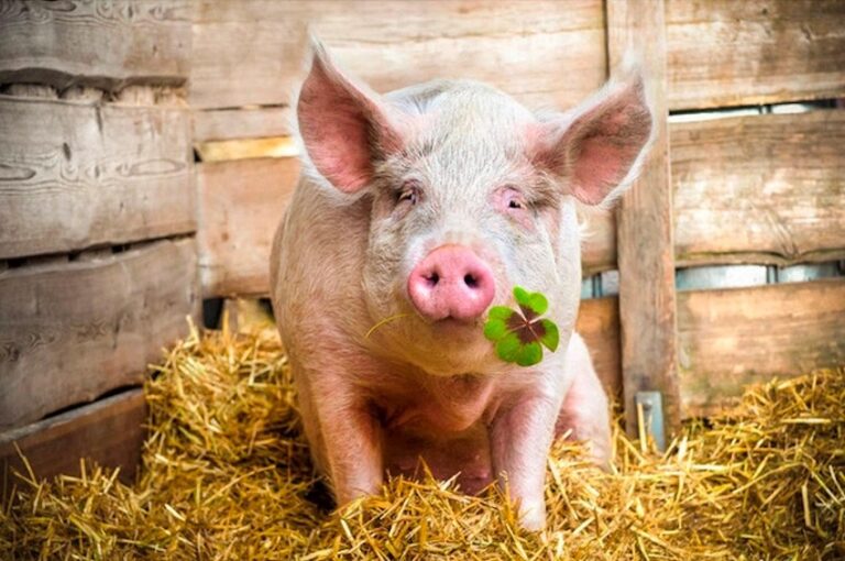 Top 10 Interesting Facts About Pigs You Probably Didn’t Know