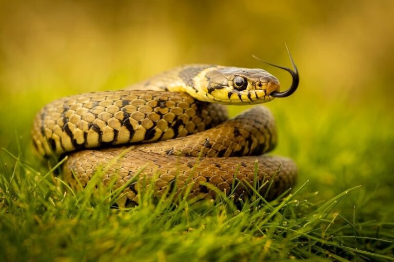 Interesting Facts About Snakes and Their Mysterious World