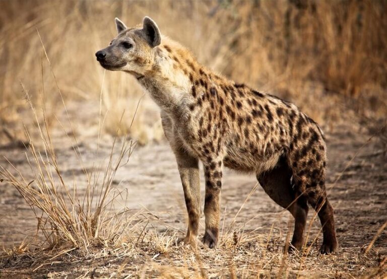 Top 9 Most Cruel Animals in the World You Won’t Believe Exist