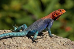 Top 11 Strangest Reptiles in the World You Won’t Believe Exist